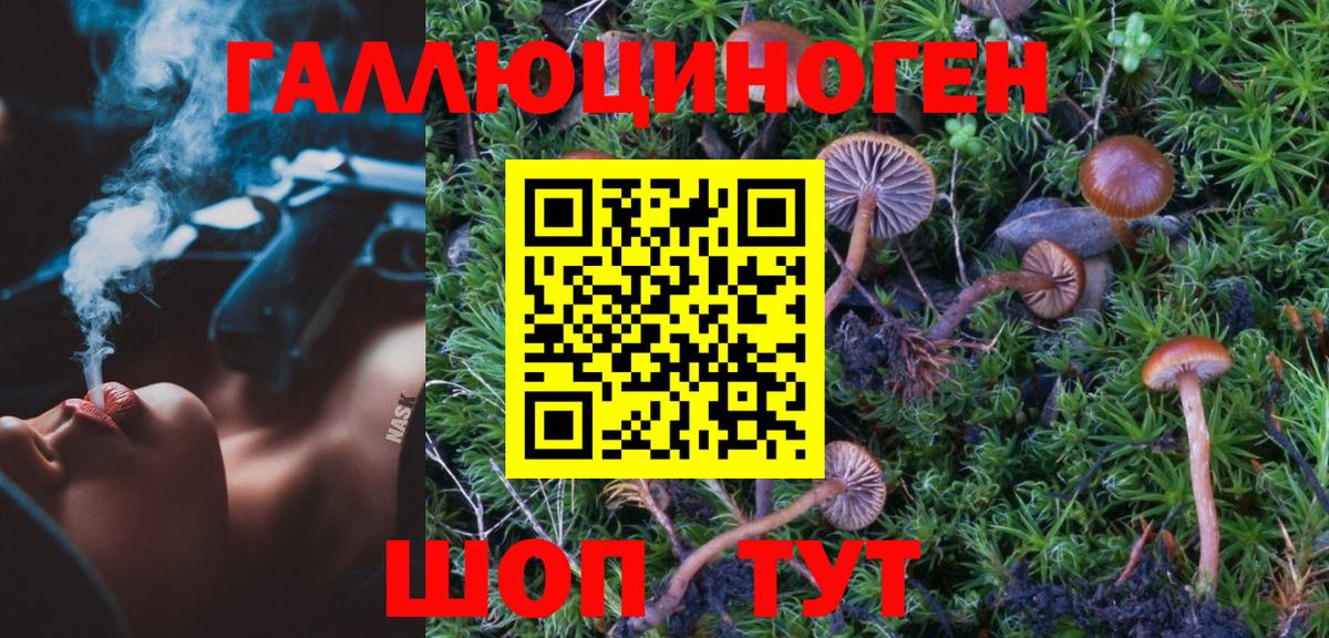 Галлюциногенные грибы Psilocybe Славянск-на-Кубани